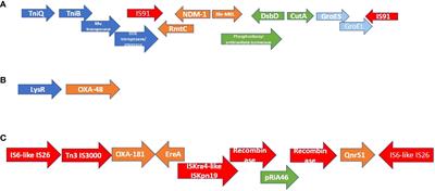 Molecular epidemiology of multidrug-resistant Klebsiella pneumoniae, Enterobacter cloacae, and Escherichia coli outbreak among neonates in Tembisa hospital, South Africa